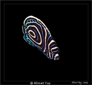 Emperor Angel Fish Juwenile by Ahmet Yay 